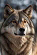 Close up portrait of grey wolf