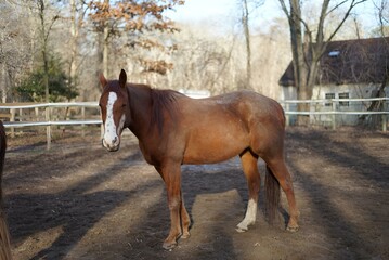 Sticker - Solitary horse in a dirt field