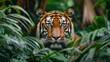 Tiger Amidst Lush Jungle Foliage. The intense stare of a Bengal tiger pierces through the lush green foliage of the jungle, a portrait of wild beauty and power.