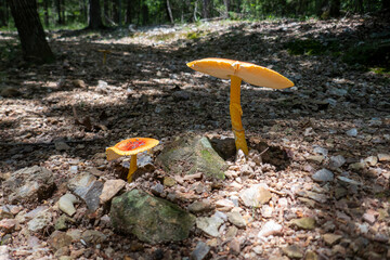 Vibrant yellow mushrooms in Arkansas, USA
