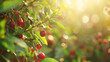 Branch with red ripe cherries in the orchard on a blurred natural background. Summer harvest.