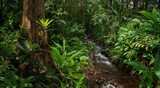 Fototapeta Las - Tropical rainforest