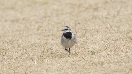 Wall Mural - white wagtail in a field