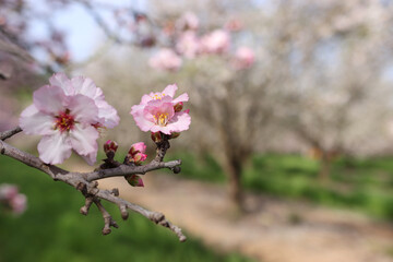 Wall Mural - background of spring blossom tree. selective focus