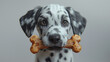 Jeune chien ou chiot de race dalmatien mange un os, animal mignon en 3D réaliste