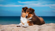 Shetland sheepdog breed on beach background. Sheltie dog.