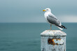 Sea seagull sitting on a spire