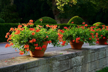 Sticker - geraniums in flowerpots on the streets of Prague. Beautiful red geraniums blooming in sunset light. Famous balcony pots with geraniums