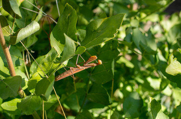 Poster - grasshopper on a leaf