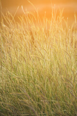 Sticker - golden wheat field in sunny day