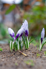 Poster - spring flowers in the garden