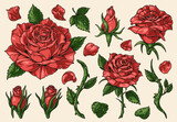 Fototapeta Kosmos - Red rose colorful set elements