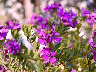 Wall Mural - Blooming myrtle-leaf milkwort (Polygala myrtifolia), Spain spring