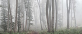 Fototapeta Las - Faded image of Panoramic Foggy Forest of Beech Trees