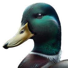 Side Portrait Of Male Mallard Duck Isolated On White Background As Transparent PNG