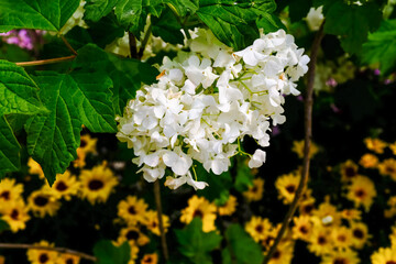 Wall Mural - White hydrangea flower under sunlight in the garden. Oakleaf Hydrangea in the park. Beautiful flower background. Flower and plant.