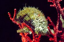 Bivalve Mollusc Winged Oysters (Pteria Hirundo) On Soft Coral Gorgonian Or Sea Fan (paramuricea Chameleon).  Mediterranean Sea, Algheo, Sardinia, Italy