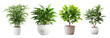 Collection of set Home Plant isolated on transparent background. PNG file, cut out	