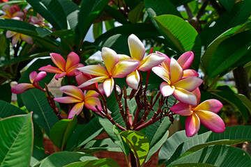 Wall Mural - Tricolor frangipani flowers (Plumeria) on tropical garden