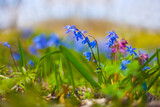 Fototapeta Las - closeup blue snowdrop Scilla flowers on forest glade,  spring outdoor scene