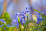Fototapeta Las - closeup blue snowdrop Scilla flowers on forest glade,  spring outdoor scene
