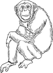 Poster - sketch monkey chimpanzee hand drawn