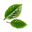Green tea leafs on white backgrounds.