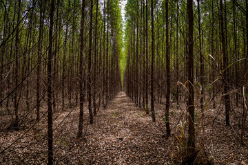 Fototapeta eucalyptus plantation and dry leaves on the ground forming a corridor