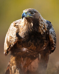 Wall Mural - Golden eagle portrait in sunny bog