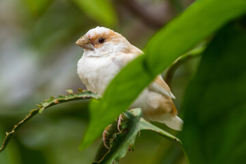 Wall Mural - Known as the Society finch in North America and the Bengali finch or Bengalese finch elsewhere, Lonchura striata domestica is a domesticated finch not found in nature