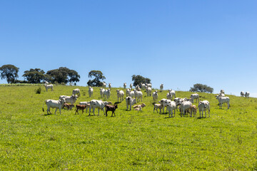 Nelore cattle in a green pasture on a farm in São Paulo, SP