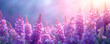Spring wisteria blooming flowers in sunset garden. Purple japanese wisteria sinensis branch on blurred background for design greeting card, banner, poster, wallpaper, invitation with copy space