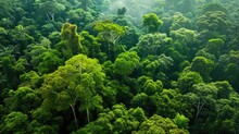 The Diverse Forest Seen From Above, Tropical Nature