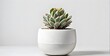 Cactus in pot on a white background. Photo of cactus in minimalist pot as houseplant for home.
