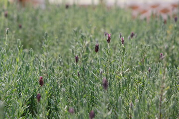 Wall Mural - Lavandula's scientific name is Lavandula angustifolia. Lavandin leaves are fragrant. Purple flowers are grown in the garden. Species of flowering plants in the mint family, English lavender in garden
