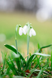 Fototapeta  - Gentle flower Snowdrop with green grass and blurred background. Spring flowers and plants