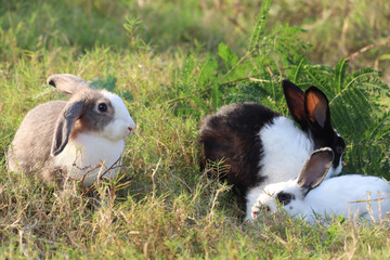 Group of three happy cute fluffy bunny on green grass nature background, long ears rabbit family in wild meadow, adorable pet animal in the backyard