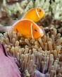 Underwater image of adorable clown fish and sea anemone