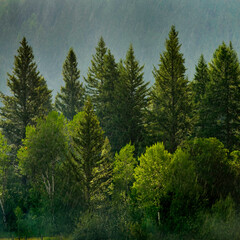 Wall Mural - Forest Rain Storm with Drops Falling and Lush Trees Raindrops