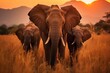 Majestic herd of elephants crossing a dry grass field at breathtaking sunset scenery