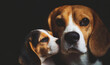 Mother Beagle dog with her little puppy baby dog offspring portrait