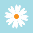 © line's vector - Daisy Chamomile line. White camomile icon. Contour line doodle. Cute round groovy retro flower head plant. Love card symbol. Growing concept. Nature style. Flat design. sky background.
