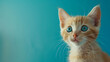 A cute ginger kitten with blue eyes is looking up at something off-camera.