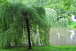 Willow Trees beside Calm Waters of German River