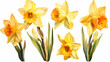 Set collection of yellow daffodils isolated on white background. Early spring garden flowers. Bouquet of narcissuses. Clip art for bright festive greeting card, invitation, banner and greeting card.