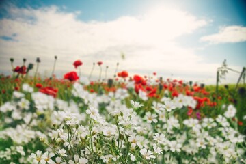 Wall Mural - A beautiful spring colored flower field