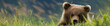 Filhote de urso marrom na grama verde - Panorama 