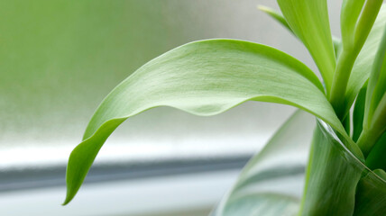 Canvas Print - feuille de fleur