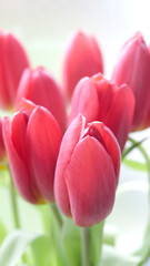 Canvas Print - simples tulipes