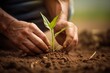 Close up shot of a farmer's hands carefully planting a young corn seedling in fertile soil, a testament to the nurturing of life